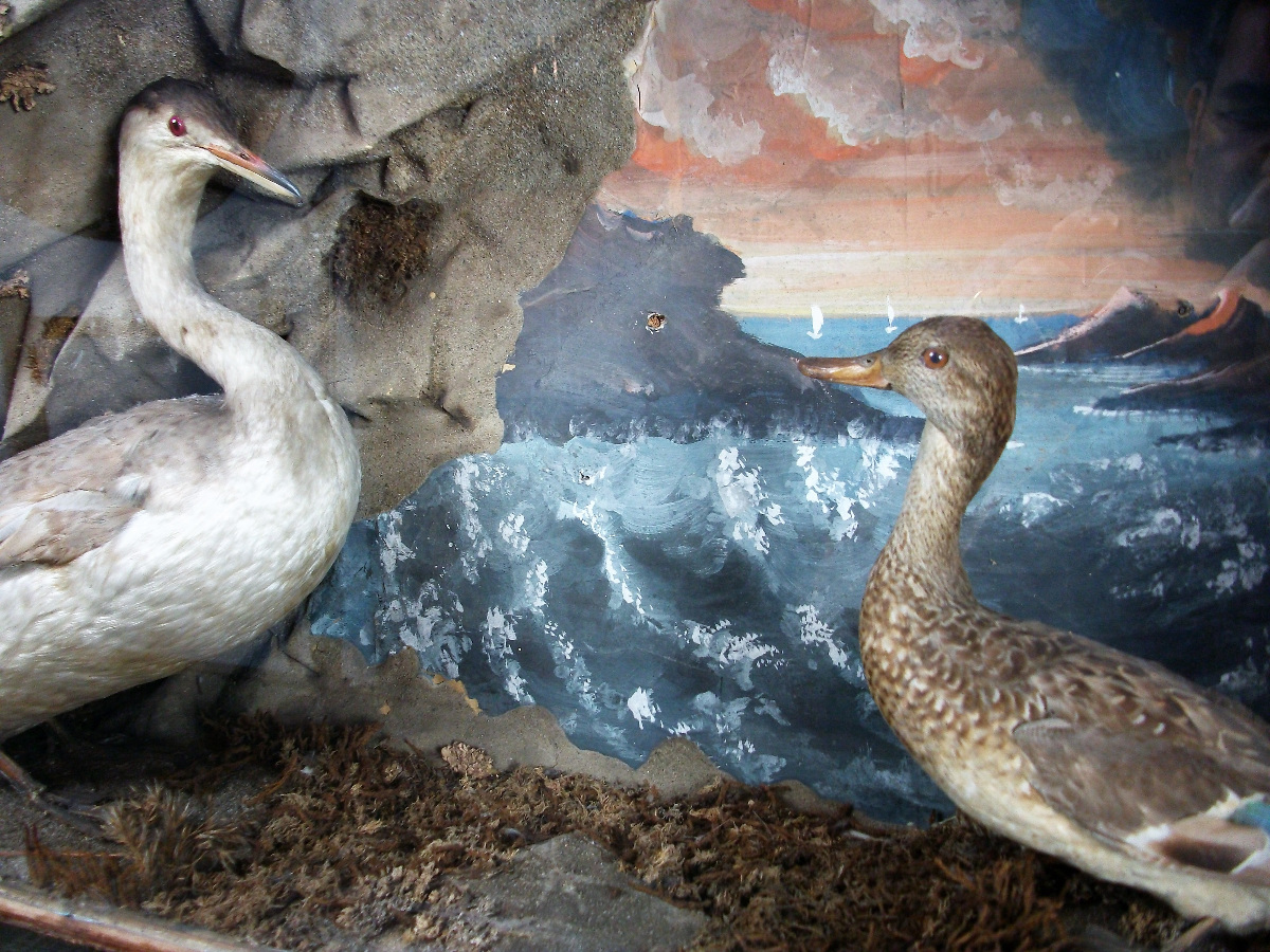 taxidermy diorama of a Great Crested Grebe and a Teal.